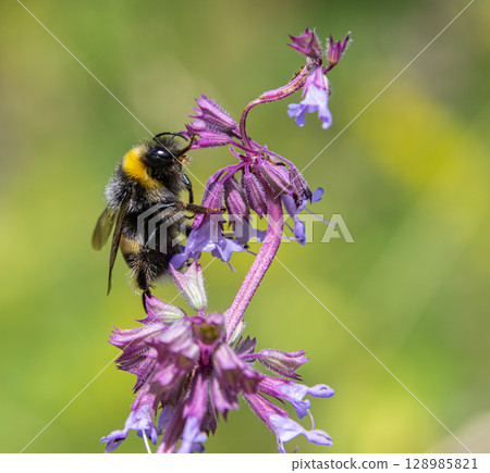 Buff-tailed bumblebee pollinates sage flowers in a sunny meadow during spring season 128985821