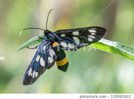 Nine-spotted moth resting on a green leaf in a natural setting during daylight hours in a temperate region 128985822