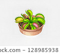 Color image of venus flytrap. Isolated object on white background 128985938