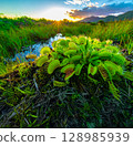 Venus flytrap (Dionaea muscipula), a carnivorous plant 128985939
