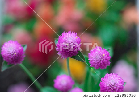 多彩的千日紅花朵 128986036