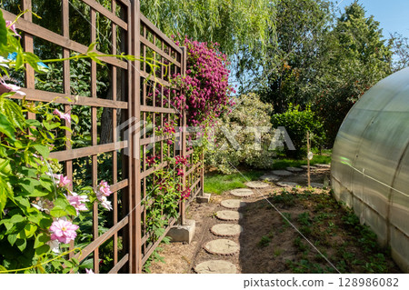 Wooden trellis with pink and purple clematis flowers in a backyard garden. Wooden trellis with pink and purple clematis flowers in a backyard garden. 128986082