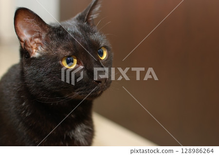 看黑貓 看黑貓 128986264