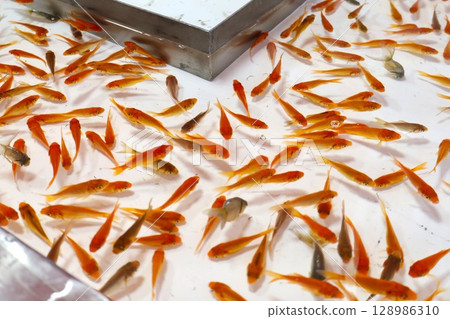 撈金魚的特寫鏡頭,夏日祭,小吃攤,節日 撈金魚的特寫鏡頭,夏日祭,小吃攤,節日 128986310