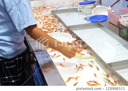 孩子們撈金魚(節慶、小吃攤、暑假) 孩子們撈金魚(節慶、小吃攤、暑假) 128986311