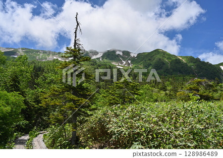 Tsugaike Nature Park in summer and the remaining snow on the Hakuba mountain range / Nagano Prefecture 128986489
