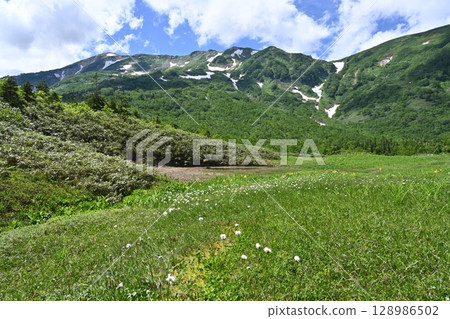 Tsugaike Nature Park in summer, the remaining snow on the Hakuba mountain range, and cotton grass / Nagano Prefecture Tsugaike Nature Park in summer, the remaining snow on the Hakuba mountain range, and cotton grass / Nagano Prefecture 128986502