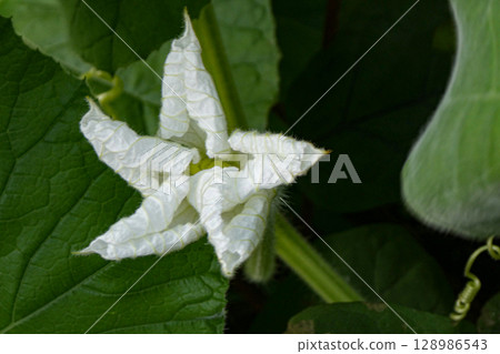 黃昏時分盛開的白色晚香玉花 128986543