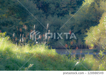 A riverside scene with young silver grass swaying in the wind, bringing with it the feeling of autumn A riverside scene with young silver grass swaying in the wind, bringing with it the feeling of autumn 128986549