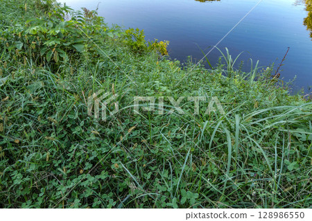 河畔的景色,嫩芒隨風搖曳,帶來秋天的氣息 河畔的景色,嫩芒隨風搖曳,帶來秋天的氣息 128986550