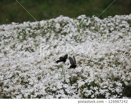 苔蘚福祿考和中國燕尾蝶的求愛 128987242