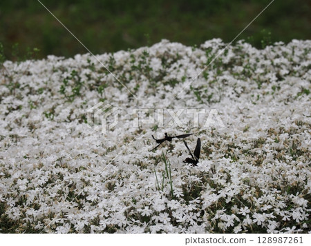 Moss Phlox and the Courtship of a Chinese Swallowtail 128987261