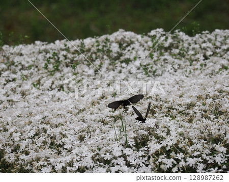 Moss Phlox and the Courtship of a Chinese Swallowtail Moss Phlox and the Courtship of a Chinese Swallowtail 128987262