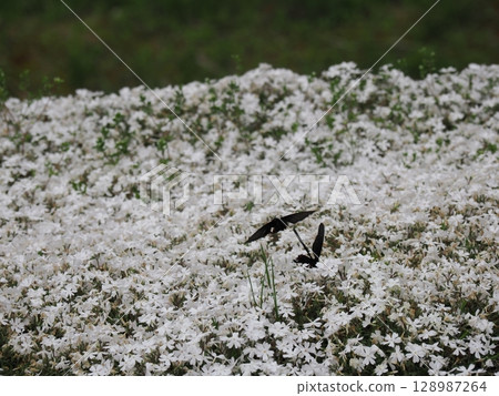 Moss Phlox and the Courtship of a Chinese Swallowtail Moss Phlox and the Courtship of a Chinese Swallowtail 128987264
