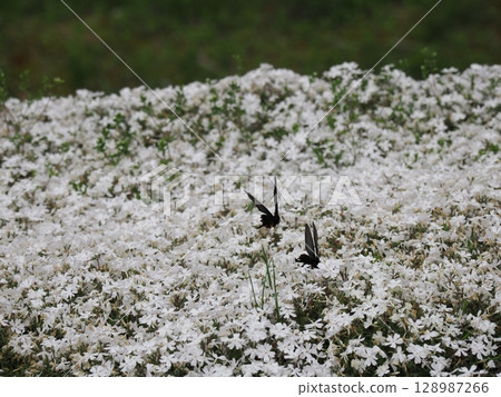 Moss Phlox and the Courtship of a Chinese Swallowtail 128987266