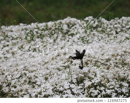 Moss Phlox and the Courtship of a Chinese Swallowtail Moss Phlox and the Courtship of a Chinese Swallowtail 128987275