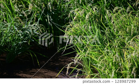 Rice field image Rice field image 128987299