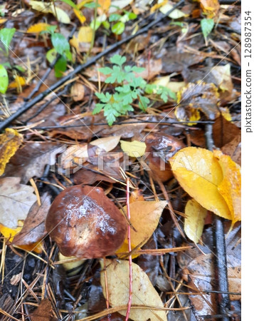 Wild Mushrooms Growing Among Fallen Leaves and Ferns in a Forest Floor 128987354