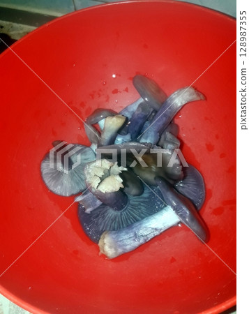 Freshly Harvested Purple Mushrooms Soaking in a Red Bowl Before Cooking Freshly Harvested Purple Mushrooms Soaking in a Red Bowl Before Cooking 128987355