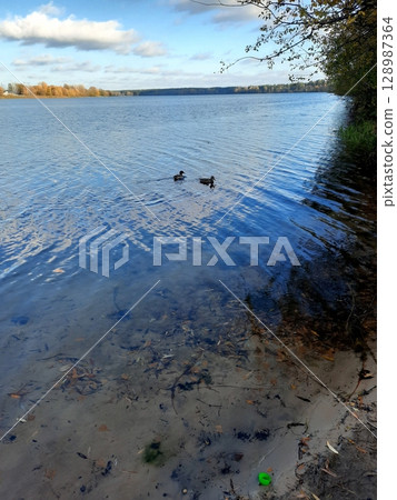 Two Ducks Gracefully Swimming in a Serene Lake Surrounded by Autumn Foliage Two Ducks Gracefully Swimming in a Serene Lake Surrounded by Autumn Foliage 128987364