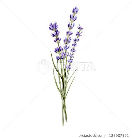 Watercolor hand drawn composition with bouquets with different branches of lavender. Essential. Aromatic 128987551