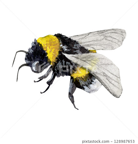 Hand drawn watercolor bee illustration, perfect for nature-themed design, children's books, spring or summer decorations 128987653