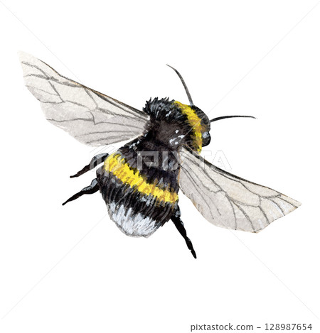 Hand drawn watercolor bee illustration, perfect for nature-themed design, children's books, spring or summer decorations 128987654