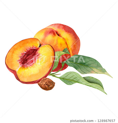 Watercolor hand drawn composition with half a peach and peach, branch with leaves and a peach pit Watercolor hand drawn composition with half a peach and peach, branch with leaves and a peach pit 128987657