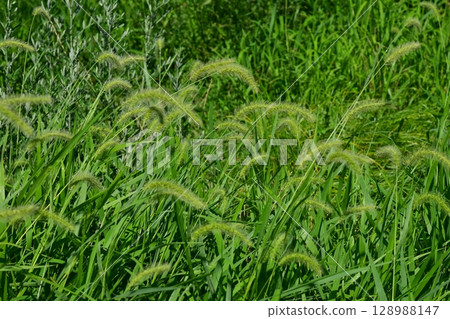 Vacant land, wasteland, weeds, land, vacant lot 128988147