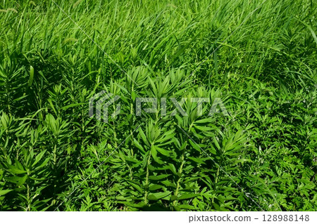 Vacant land, wasteland, weeds, land, vacant lot 128988148