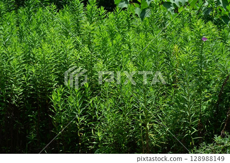 Vacant land, wasteland, weeds, land, vacant lot 128988149