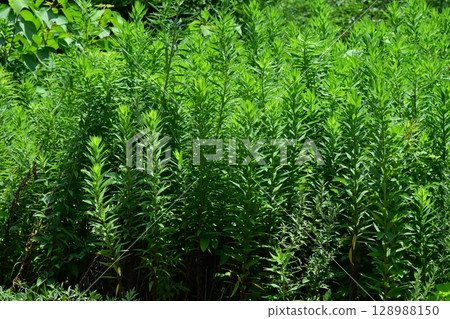 Vacant land, wasteland, weeds, land, vacant lot 128988150
