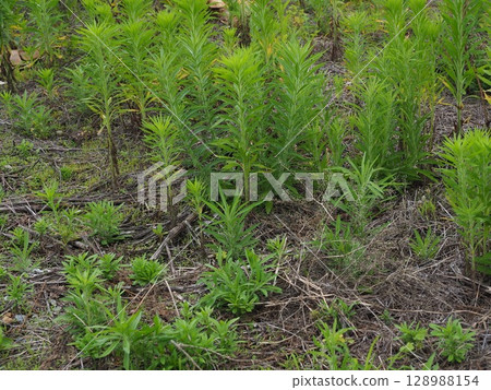 Vacant land, wasteland, weeds, land, vacant lot 128988154