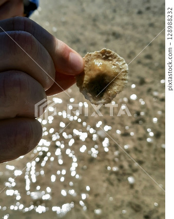 Close Up of a Hand Holding a Small Seashell on a Sunny Beach with Sparkling Water 128988232