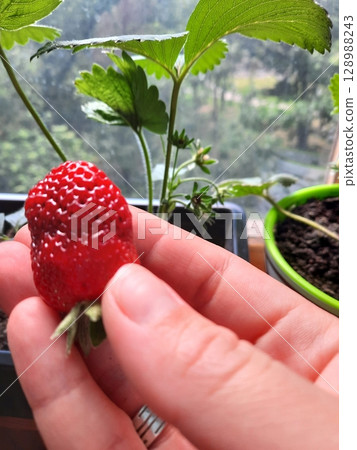 Vibrant Red Strawberry Showcased in Hand from a Lush Indoor Plant by a Window 128988243