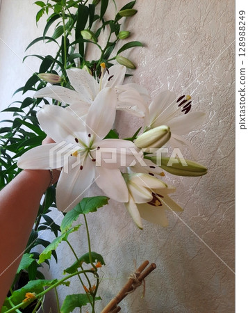 Graceful Bouquet of White Lilies with Buds Held Indoors Against a Plain Wall Graceful Bouquet of White Lilies with Buds Held Indoors Against a Plain Wall 128988249