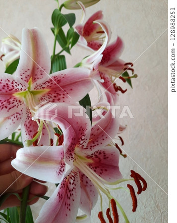 Vibrant Pink Lily Bouquet Held in Hand with Buds Against a Soft Background Vibrant Pink Lily Bouquet Held in Hand with Buds Against a Soft Background 128988251