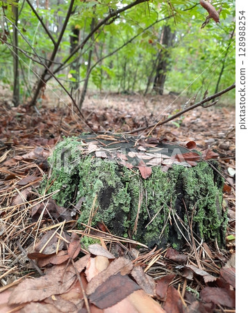 Verdant Moss Covered Stump Nestled Among Trees in a Lush Forest Setting Verdant Moss Covered Stump Nestled Among Trees in a Lush Forest Setting 128988254