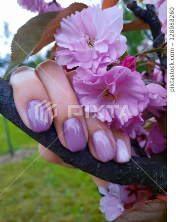 Hand with Purple Nails Holding a Branch of Pink Cherry Blossoms in a Garden Hand with Purple Nails Holding a Branch of Pink Cherry Blossoms in a Garden 128988260
