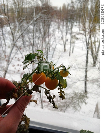 Close Up of a Hand Holding a Tomato Vine with Yellow Fruits by a Snowy Window View 128988478