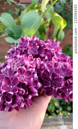 Hand Holding a Vibrant Purple Lilac Bouquet with Green Leaves 128988485
