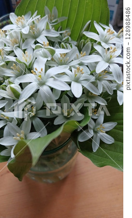 Delicate White Starflowers in a Vase with Broad Green Leaves on a Wooden Table 128988486