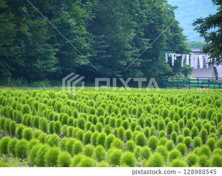 Small and cute pale green summer kochia 128988545