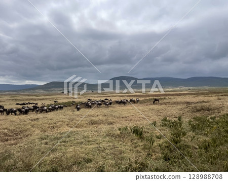 Wildebeest Migration in Ngorongoro Crater, Tanzania Wildebeest Migration in Ngorongoro Crater, Tanzania 128988708