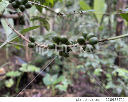 Close-Up of Ripe Coffee Cherries on the Branch 128988711