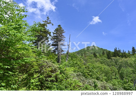 Tsugaike Nature Park in summer/Nagano Prefecture 128988997
