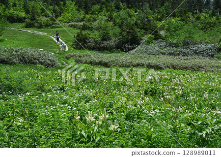 Summer at Tsugaike Nature Park - Japanese laurel wreath / Nagano Prefecture 128989011