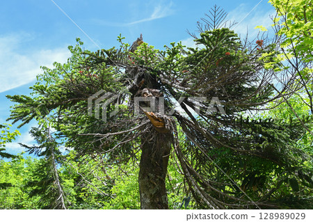 Tsugaike Nature Park in summer/Nagano Prefecture Tsugaike Nature Park in summer/Nagano Prefecture 128989029