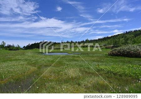 栂池自然公園的夏天，棉花草/長野縣 128989095