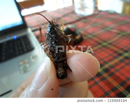 A close up of a large insect with detailed wings, held gently in hand over a red checkered tablecloth near a laptop A close up of a large insect with detailed wings, held gently in hand over a red checkered tablecloth near a laptop 128989184